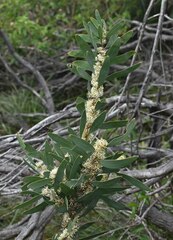 Hakea florulenta