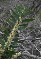 Hakea florulenta