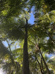 Tabebuia heterophylla