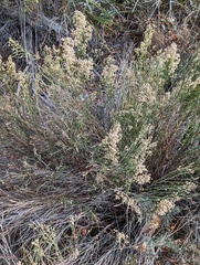 Baccharis sergiloides