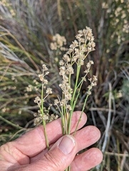 Baccharis sergiloides