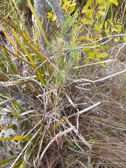 Erica lusitanica