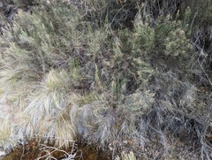 Baccharis sergiloides