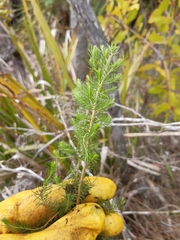 Erica lusitanica