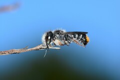 Megachile ferox