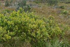 Persoonia stradbrokensis