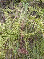 Erica lusitanica