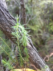 Erica lusitanica