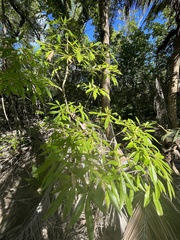 Tabebuia heterophylla