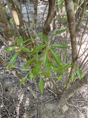 Tabebuia heterophylla