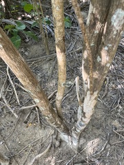 Tabebuia heterophylla