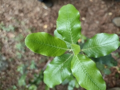 Escallonia pulverulenta