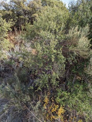 Ceanothus perplexans