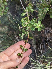 Ceanothus perplexans