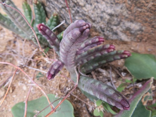 Ceropegia penduliflora