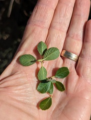 Ceanothus perplexans
