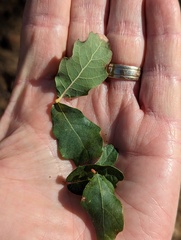 Quercus engelmannii
