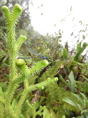Argia