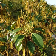 Excoecaria agallocha