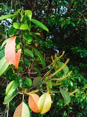 Excoecaria agallocha