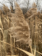 Phragmites