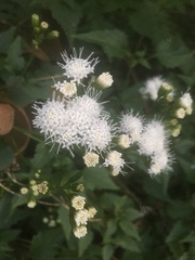 Ageratina glechonophylla