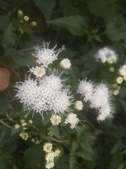 Ageratina glechonophylla