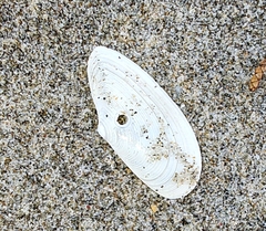 Megangulus bodegensis