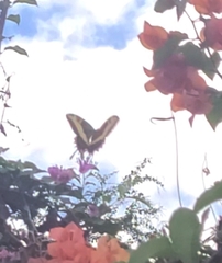 Heraclides andraemon