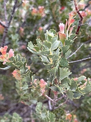 Adenanthos