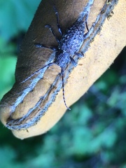 Plectrura spinicauda