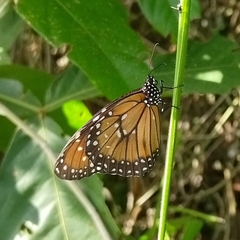 Danaus eresimus