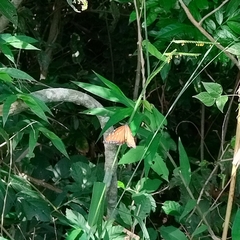 Danaus eresimus