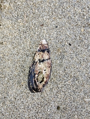Atrimitra idae