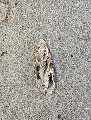 Atrimitra idae