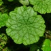 Tropical Marshpennywort - Photo (c) Jose Alicea, some rights reserved (CC BY-NC)
