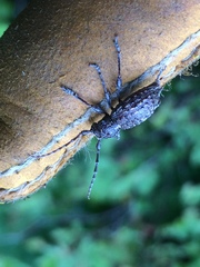 Plectrura spinicauda