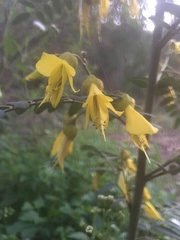 Sophora macrocarpa