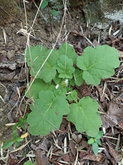Francoa appendiculata