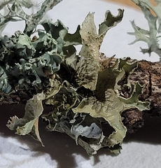 Tuckermanopsis chlorophylla