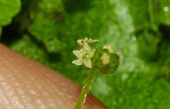 Hydrocotyle pusilla