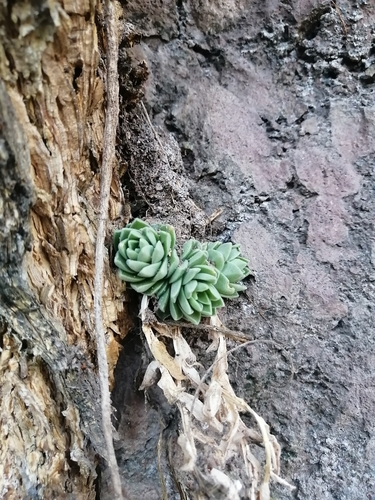 Sedum ebracteatum, photograph 2