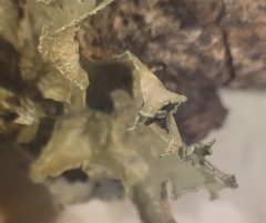 Tuckermanopsis chlorophylla