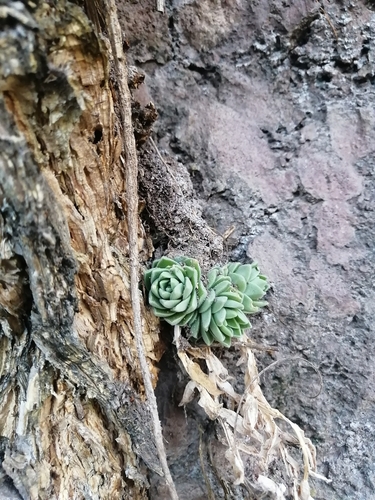 Sedum ebracteatum, photograph 3