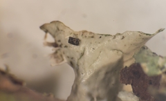 Tuckermanopsis chlorophylla