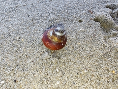 Tegula brunnea