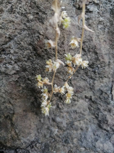 Sedum ebracteatum, photograph 4