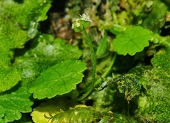 Hydrocotyle pusilla