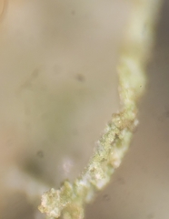 Tuckermanopsis chlorophylla