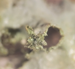 Tuckermanopsis chlorophylla